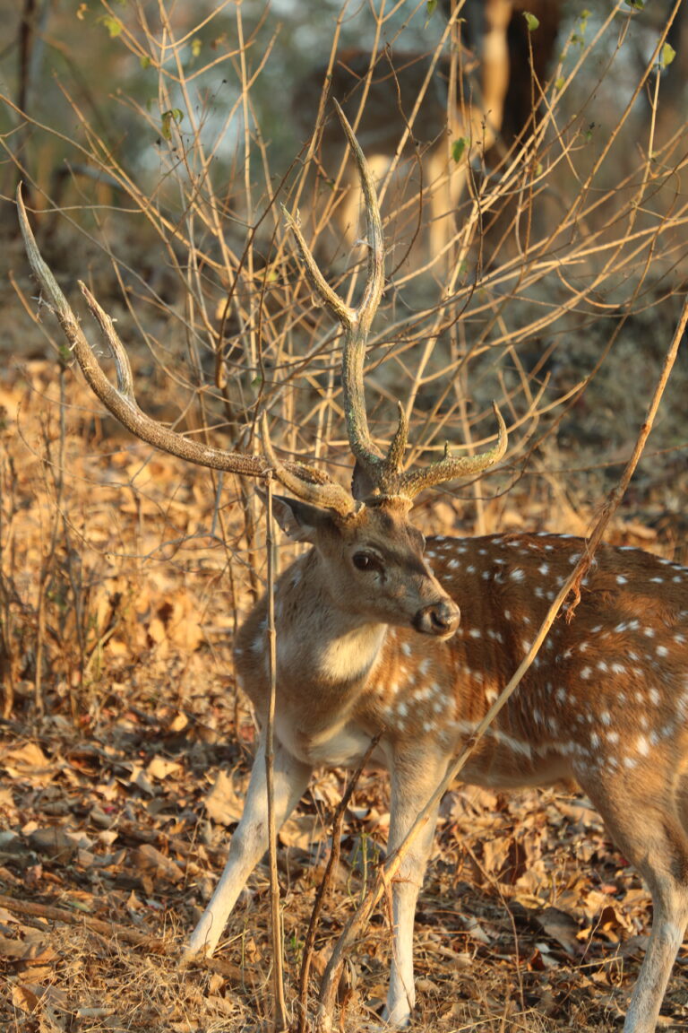 JCV_6882